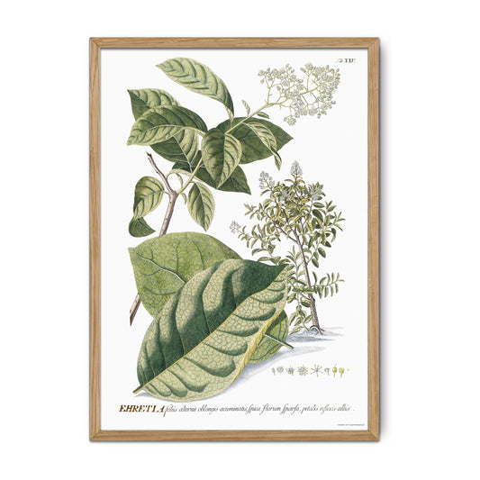 Vintage Ehretia tinifolia Botanical Print – 1752 Plantae Selectae Illustration