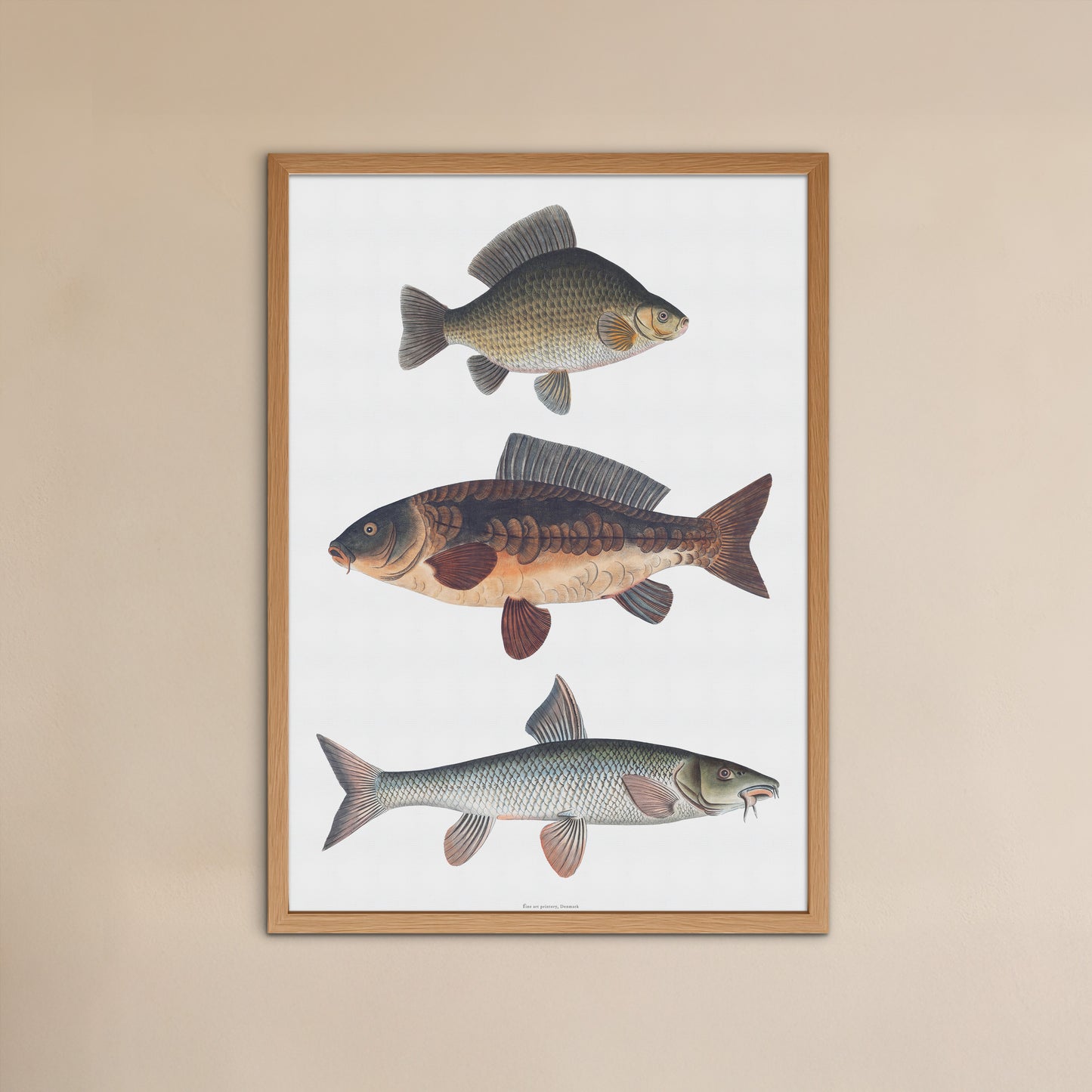 Vintage European Carp Species Poster | Crucian Carp, Common Carp & Barbel | Bloch 18th Century Fish Art