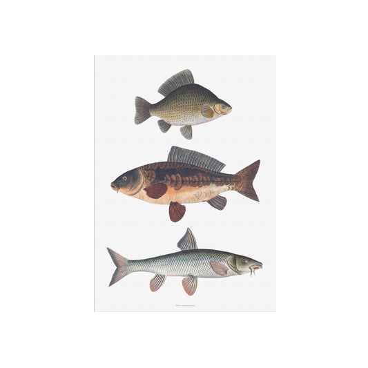 Vintage European Carp Species Poster | Crucian Carp, Common Carp & Barbel | Bloch 18th Century Fish Art