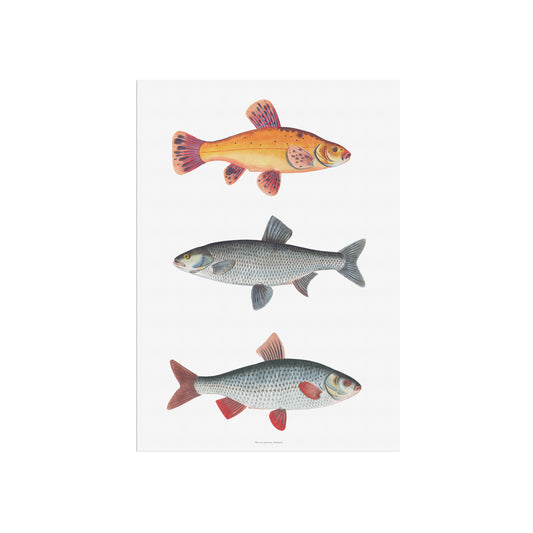 Vintage European Freshwater Fish Chart | Gold Tench, Asp & Roach | 18th Century Ichthyology Art by Bloch