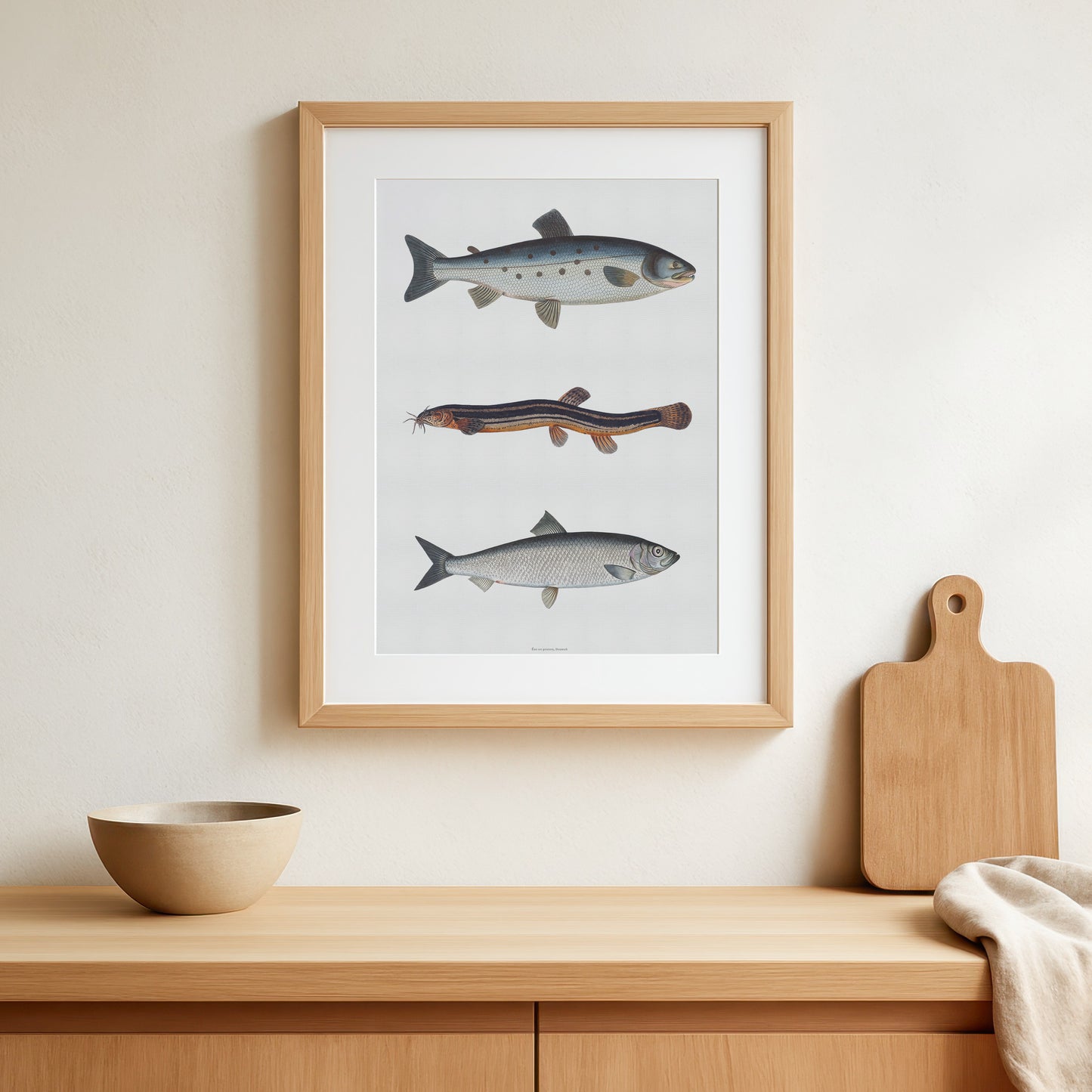 Vintage Fish Print Poster | Atlantic Salmon, Spined Loach, & Herring | Marcus Elieser Bloch c. 1782