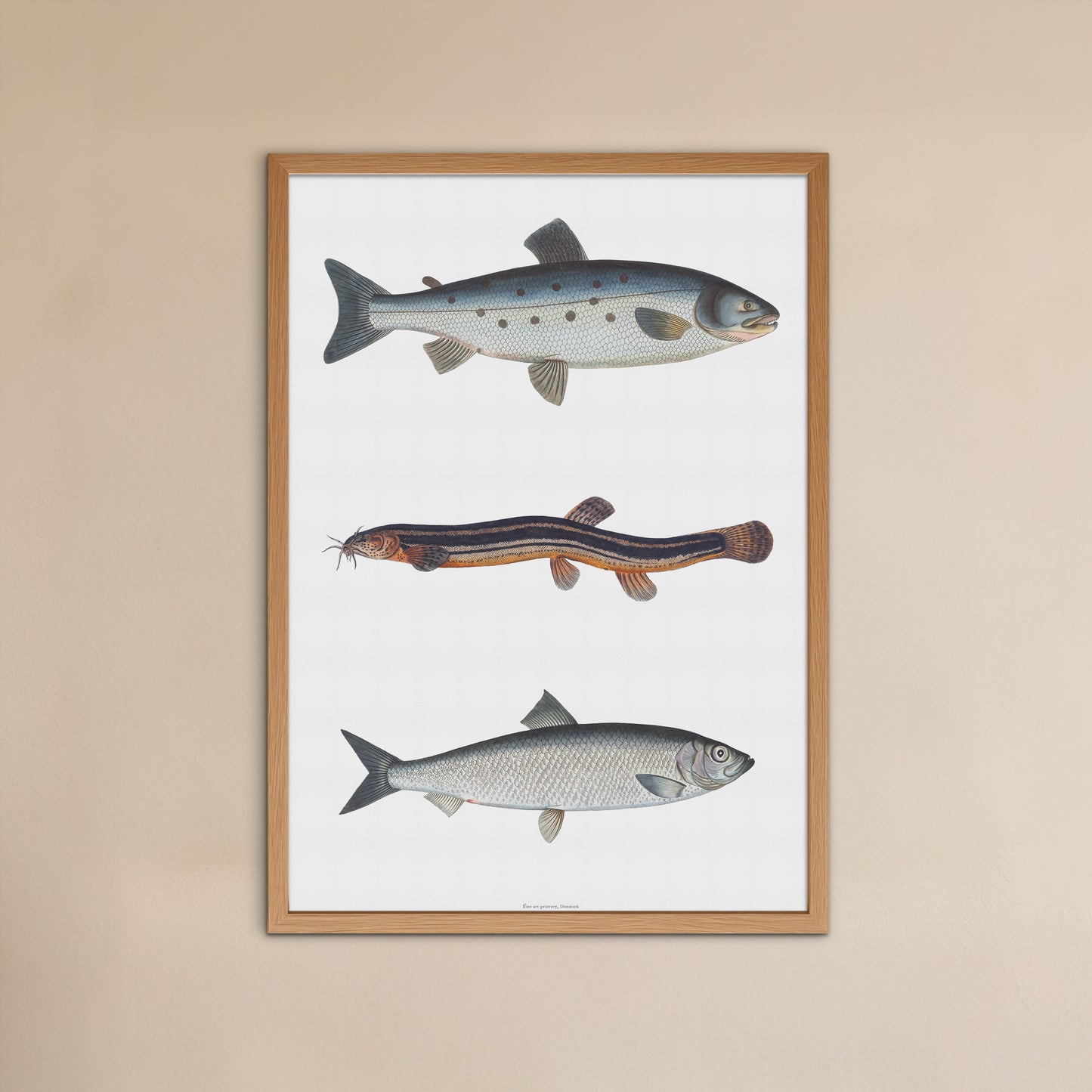 Vintage Fish Print Poster | Atlantic Salmon, Spined Loach, & Herring | Marcus Elieser Bloch c. 1782