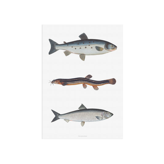 Vintage Fish Print Poster | Atlantic Salmon, Spined Loach, & Herring | Marcus Elieser Bloch c. 1782