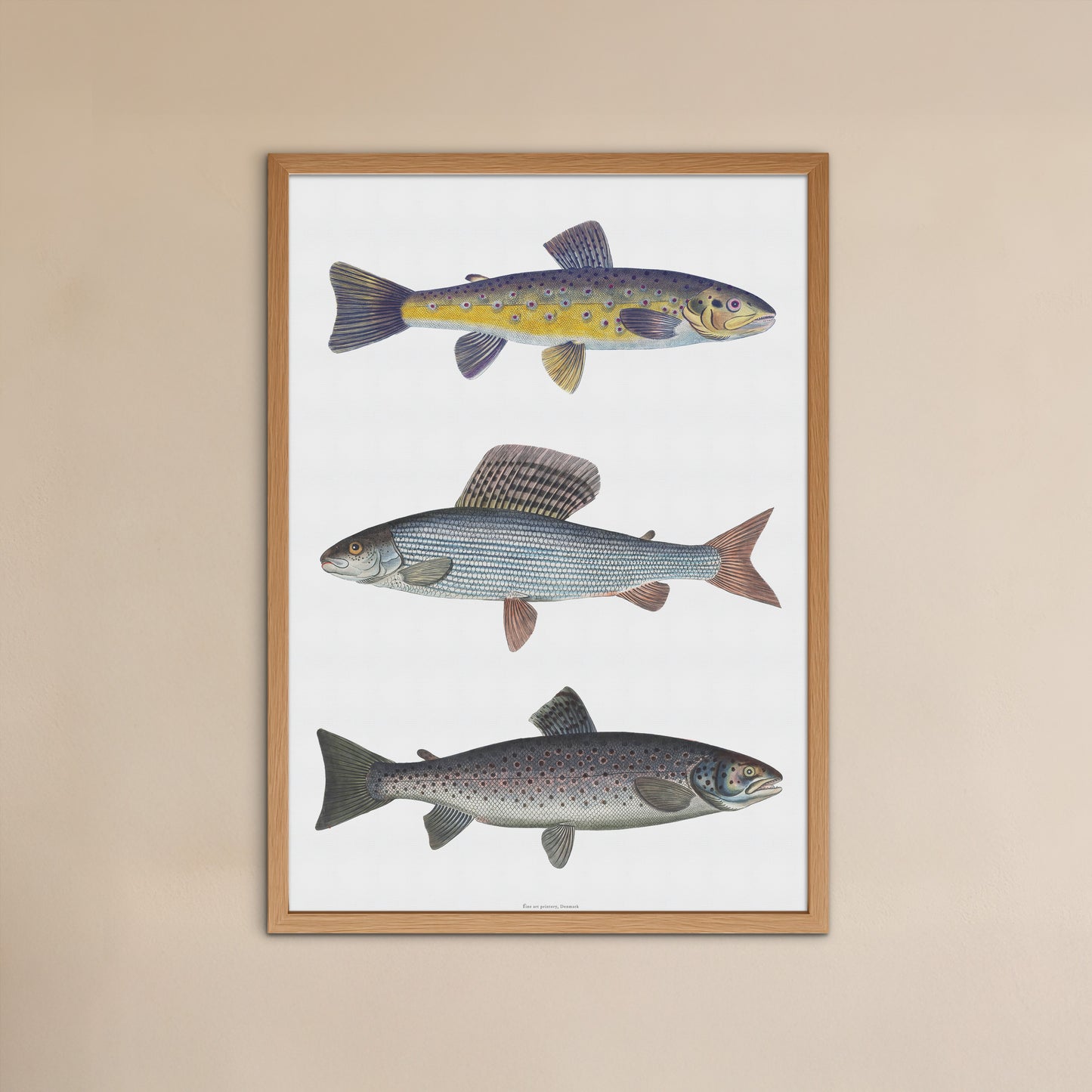 Vintage Fly Fishing Print | River Trout, Grayling & Brown Trout | Bloch 18th Century Salmonid Art