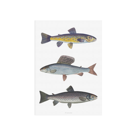 Vintage Fly Fishing Print | River Trout, Grayling & Brown Trout | Bloch 18th Century Salmonid Art