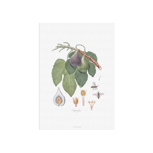 Vintage Caprifig & Fig Wasp Poster - Botanical Art Print by Gallesio