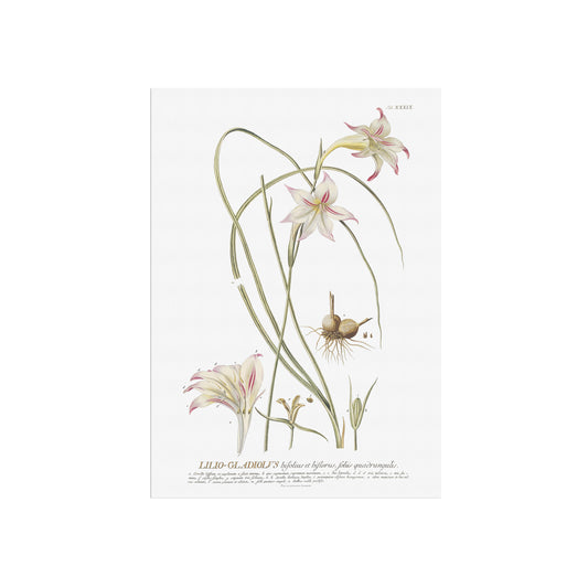Vintage Gladiolus tristis Botanical Print – 1754 Plantae Selectae Illustration