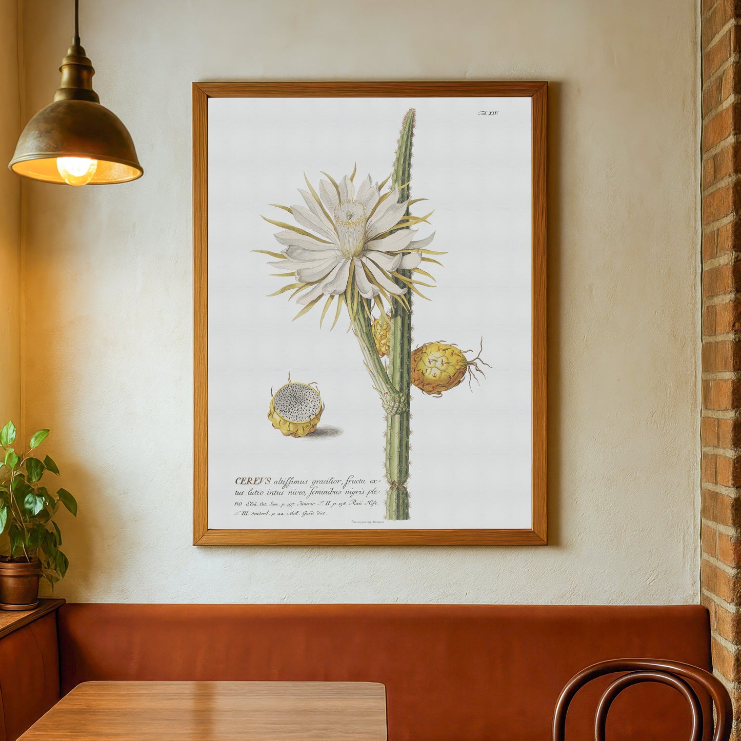 Vintage Night-Blooming Cactus Botanical Print – 1751 Plantae Selectae Illustration