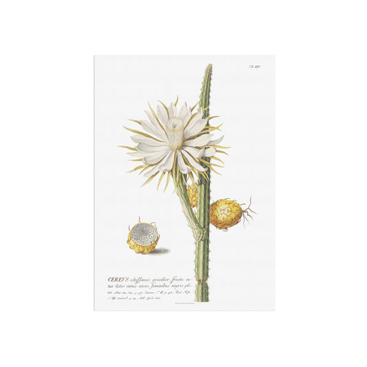 Vintage Night-Blooming Cactus Botanical Print – 1751 Plantae Selectae Illustration