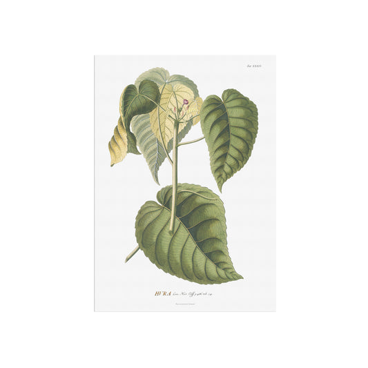 Vintage Sandbox tree Botanical Print – 1754 Plantae Selectae Illustration