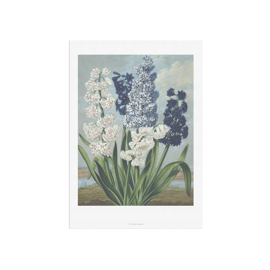 Vintage Hyacinth Flowers Poster - The Temple of Flora by Robert John Thornton - Botanical Art Print