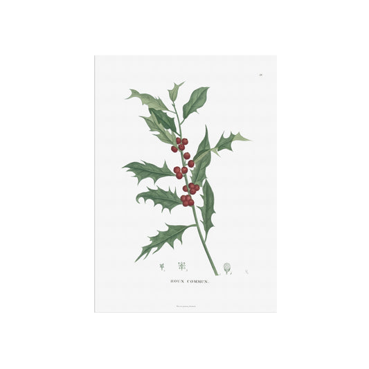 Vintage Holly Botanical Print - Ilex aquifolium from 1824 | Common Holly Poster