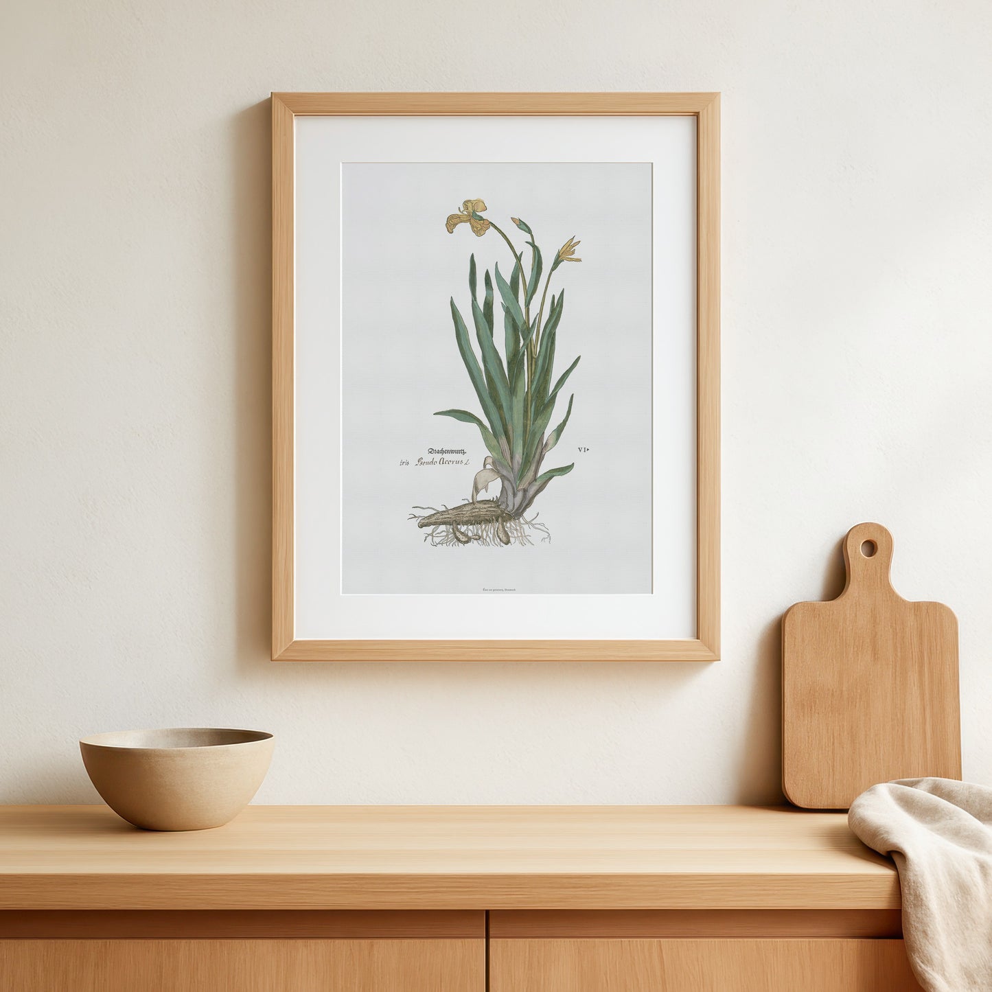 Yellow Iris Botanical Poster - Iris pseudacorus - Fuchs' New Kreüterbuch Print