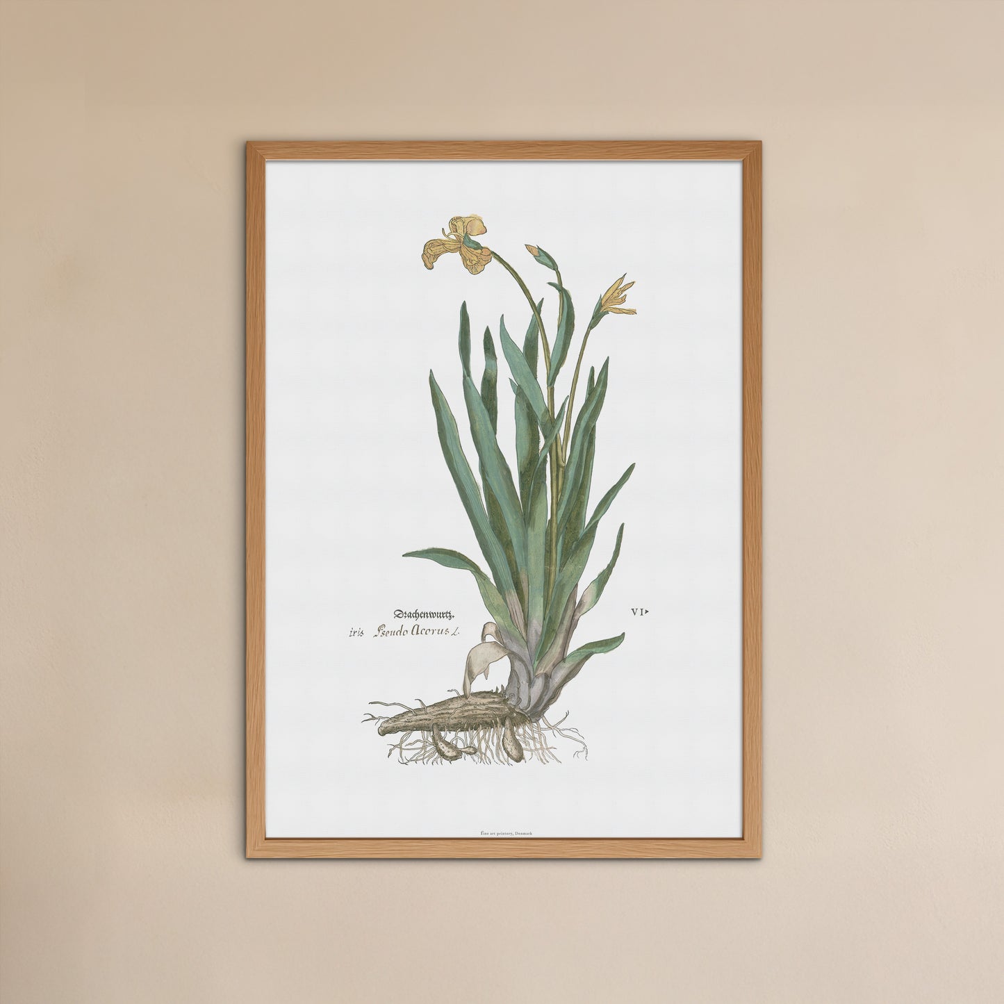 Yellow Iris Botanical Poster - Iris pseudacorus - Fuchs' New Kreüterbuch Print