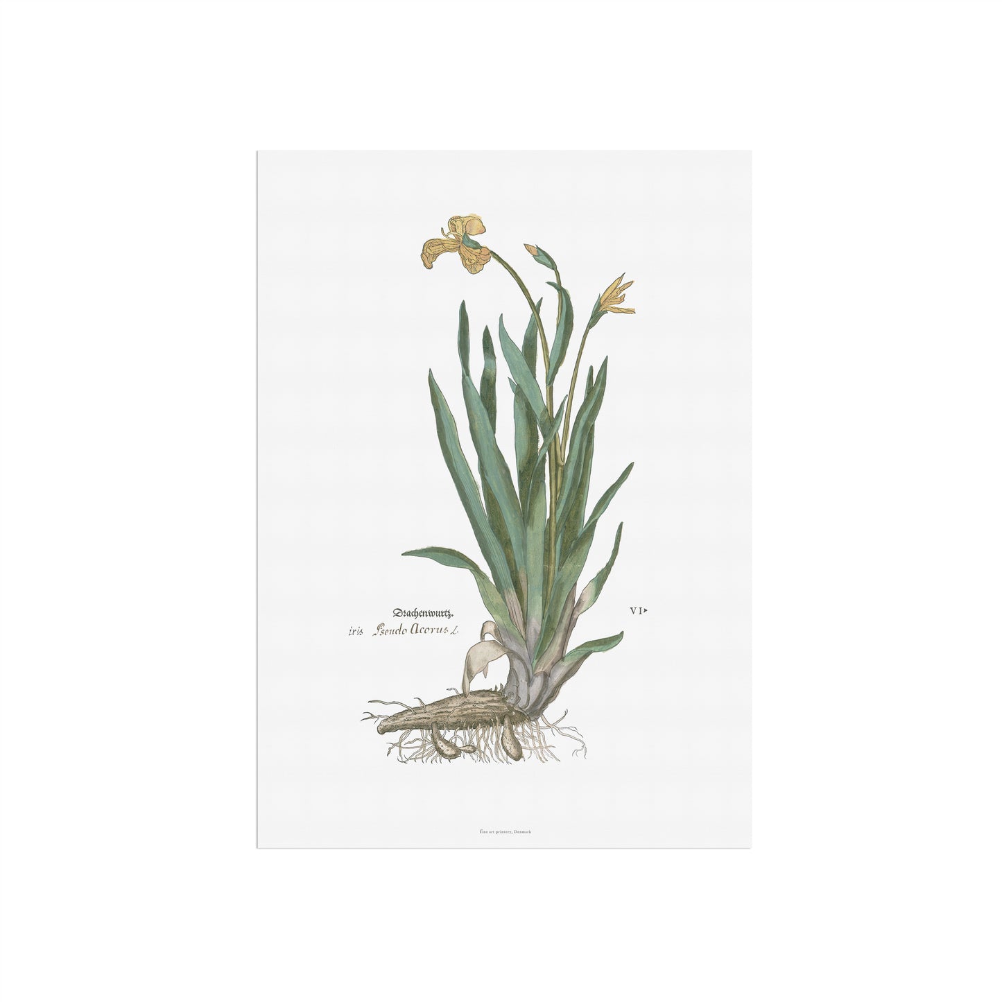 Yellow Iris Botanical Poster - Iris pseudacorus - Fuchs' New Kreüterbuch Print