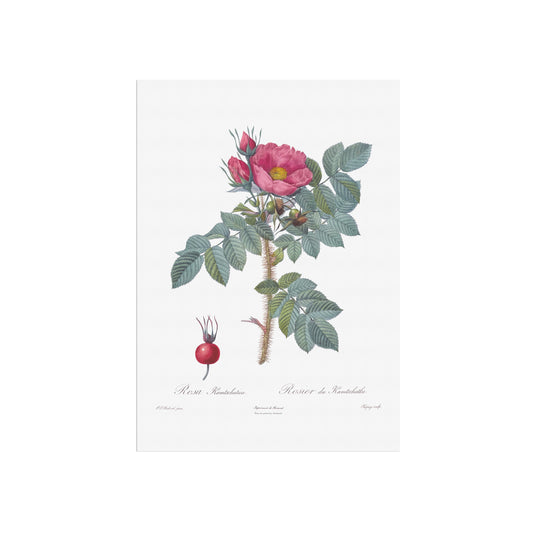Vintage Kamtschatka Rose Poster - Pierre-Joseph Redouté Botanical Print (1817)