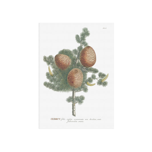 Vintage Cedar Tree Botanical Print – 1750 Plantae Selectae Illustration