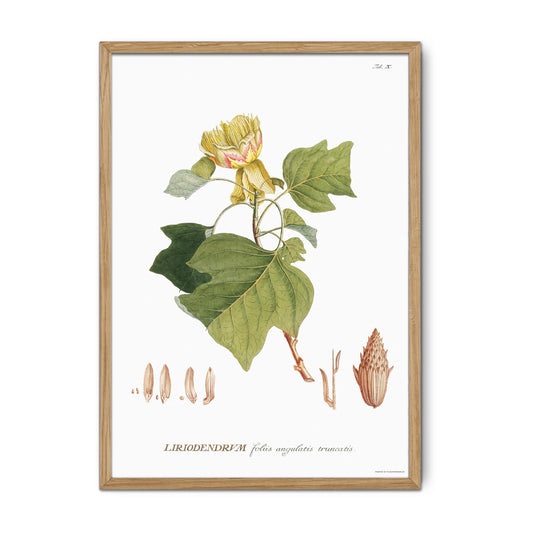 Vintage Tulip Tree Botanical Print – 1750 Plantae Selectae Illustration