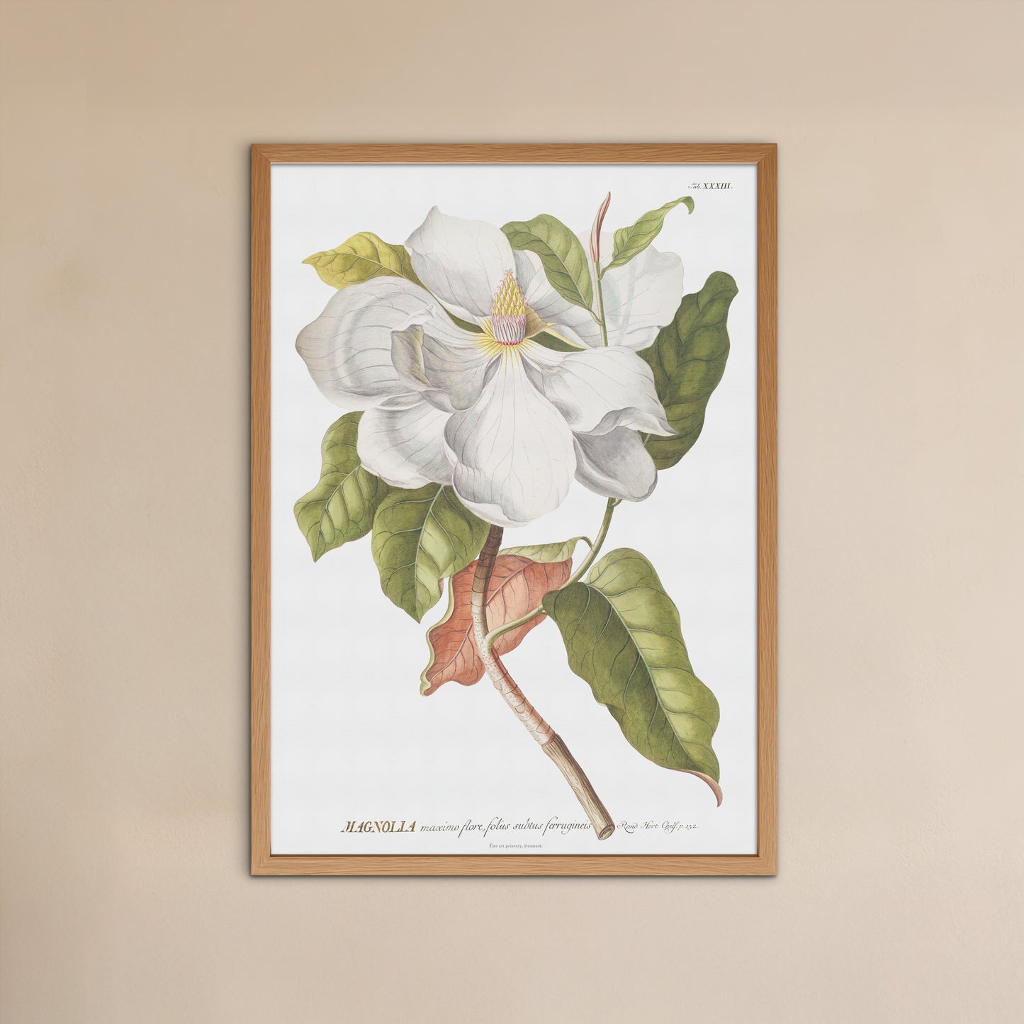 Vintage Southern Magnolia Botanical Print – 1754 Plantae Selectae Illustration