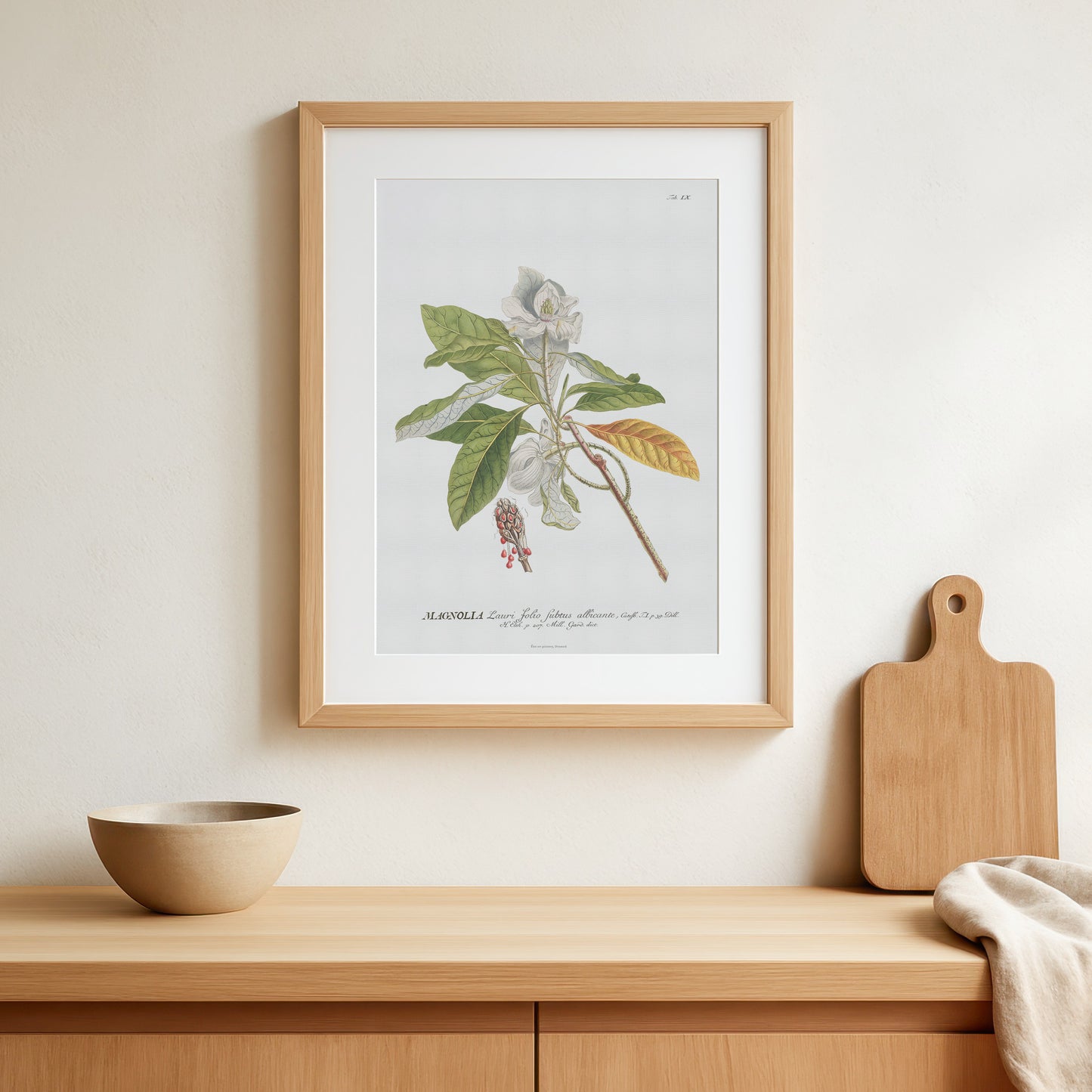 Vintage Magnolia Botanical Print – 1750 Plantae Selectae Illustration