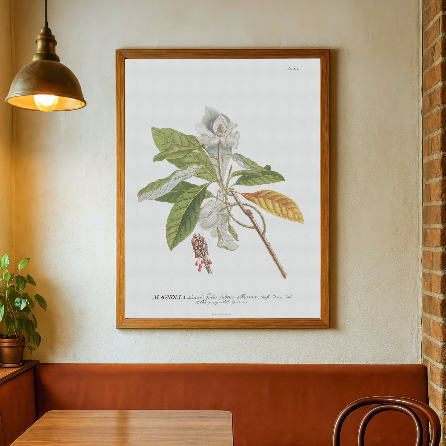 Vintage Magnolia Botanical Print – 1750 Plantae Selectae Illustration