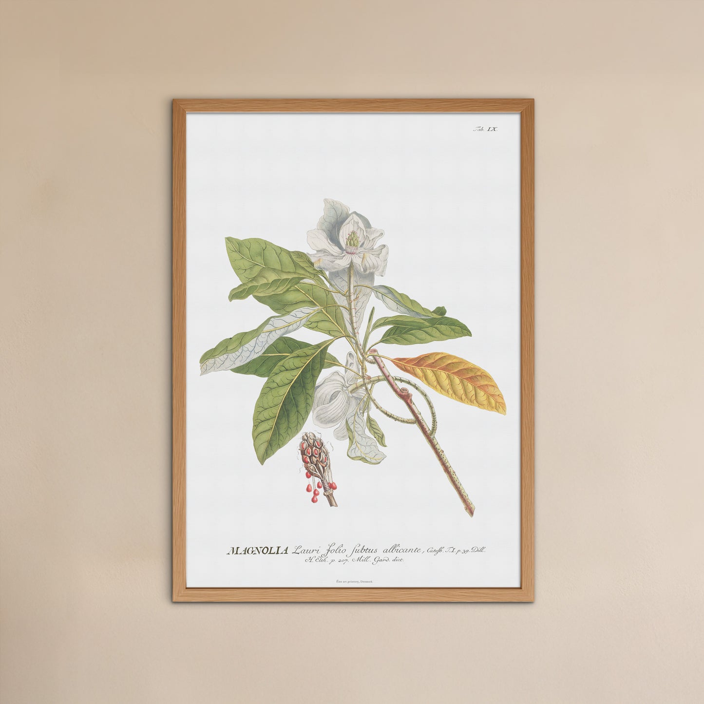 Vintage Magnolia Botanical Print – 1750 Plantae Selectae Illustration