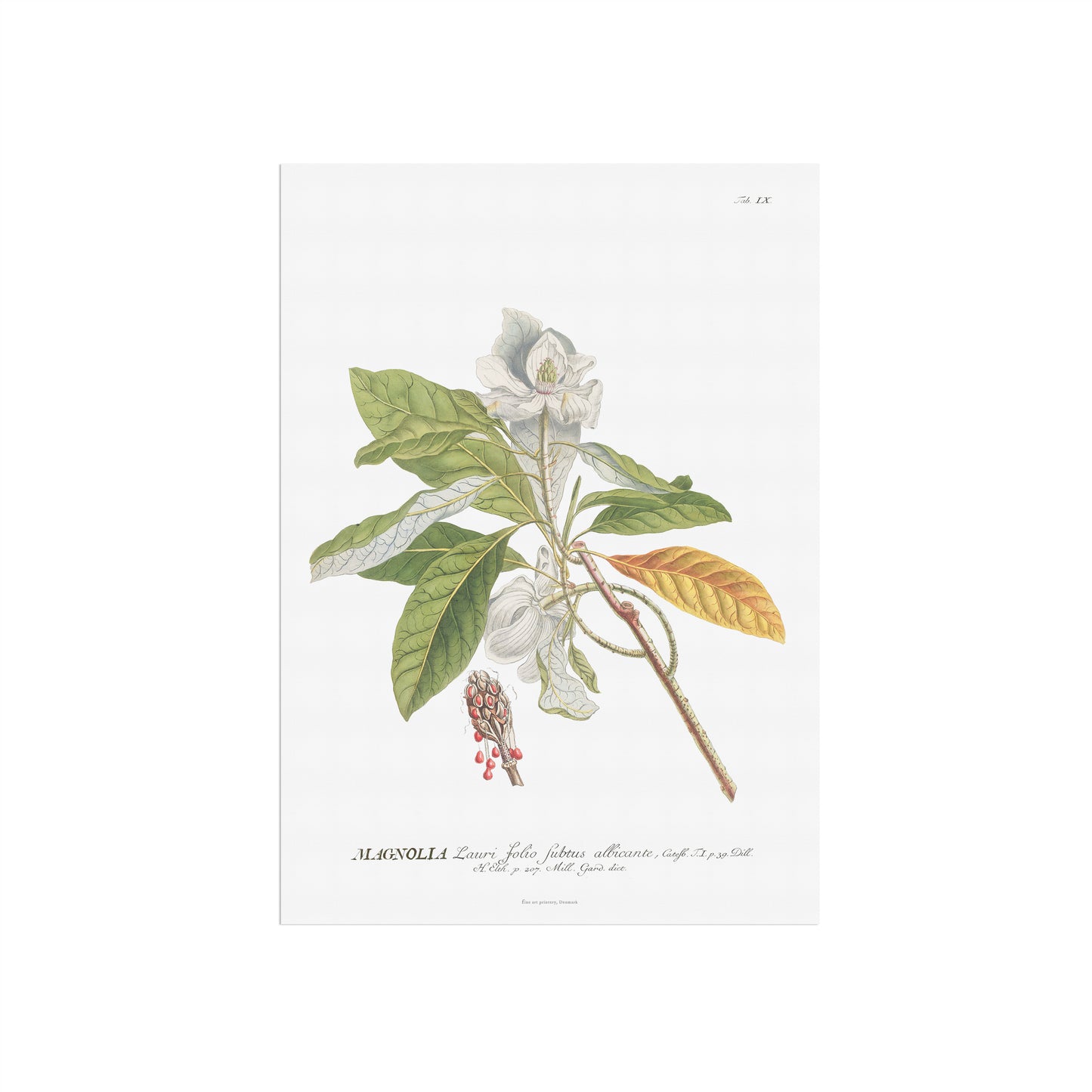 Vintage Magnolia Botanical Print – 1750 Plantae Selectae Illustration