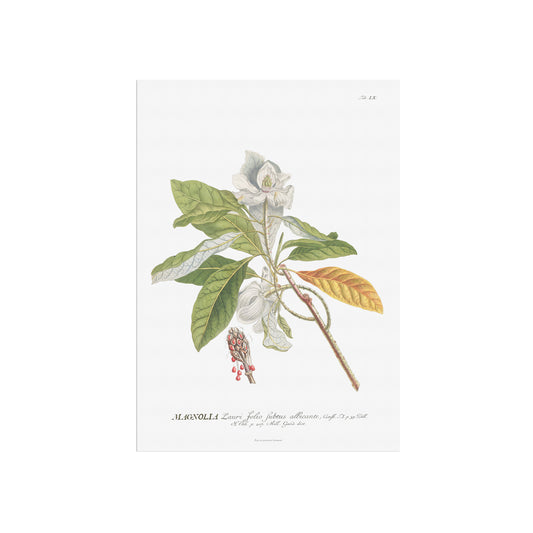 Vintage Magnolia Botanical Print – 1750 Plantae Selectae Illustration