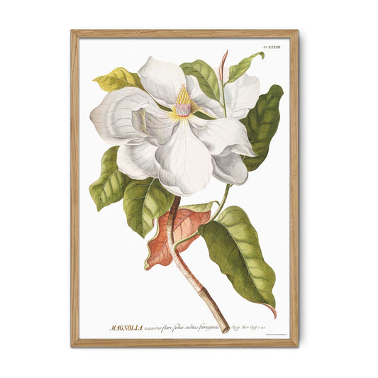 Vintage Southern Magnolia Botanical Print – 1754 Plantae Selectae Illustration