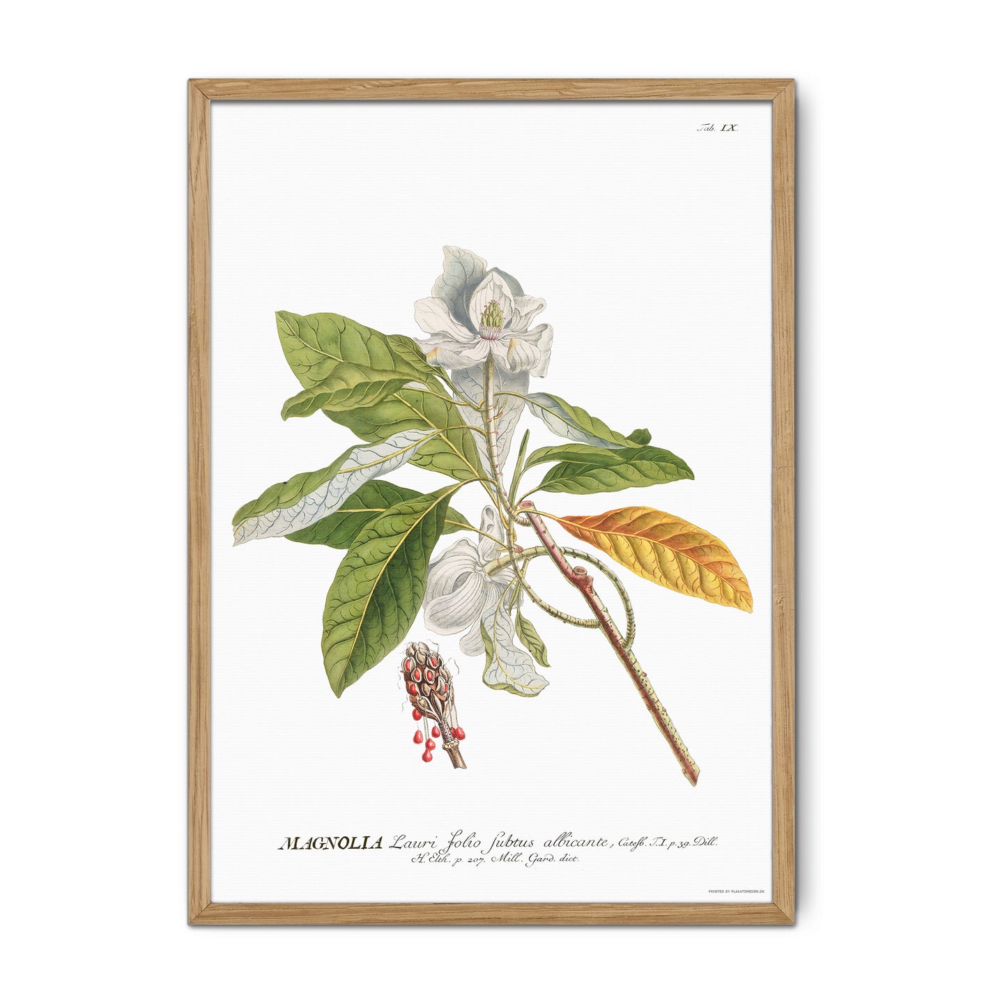 Vintage Magnolia Botanical Print – 1750 Plantae Selectae Illustration