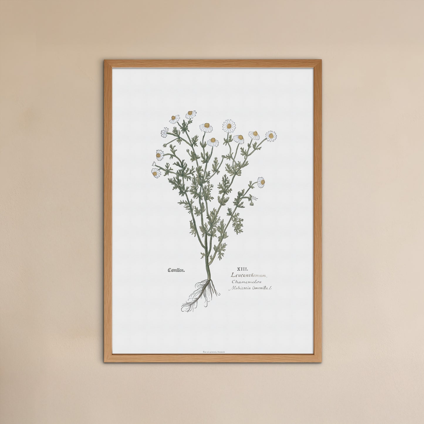Chamomile (Matricaria chamomilla) Botanical Poster - Fuchs' New Kreüterbuch Print