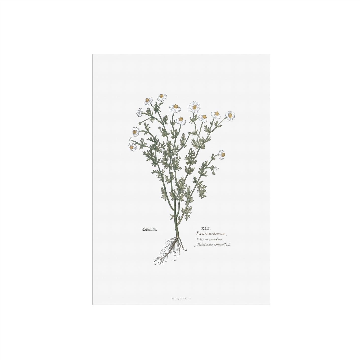 Chamomile (Matricaria chamomilla) Botanical Poster - Fuchs' New Kreüterbuch Print
