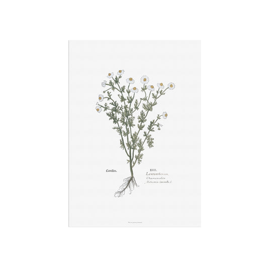 Chamomile (Matricaria chamomilla) Botanical Poster - Fuchs' New Kreüterbuch Print