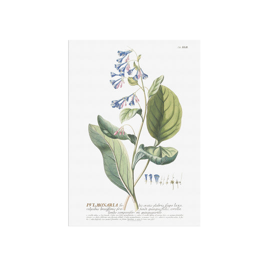 Vintage Virginia Bluebells - 1756 Botanical Print from Plantae Selectae