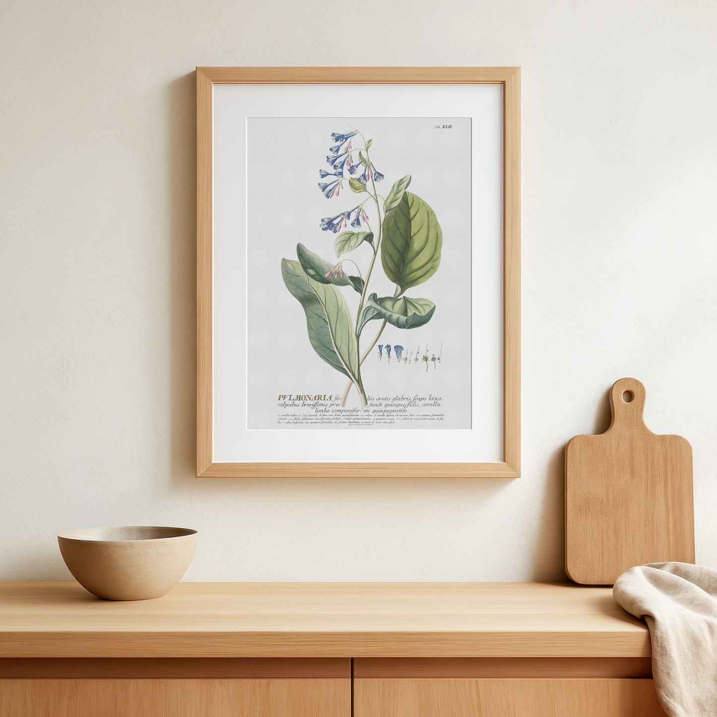 Vintage Virginia Bluebells - 1756 Botanical Print from Plantae Selectae