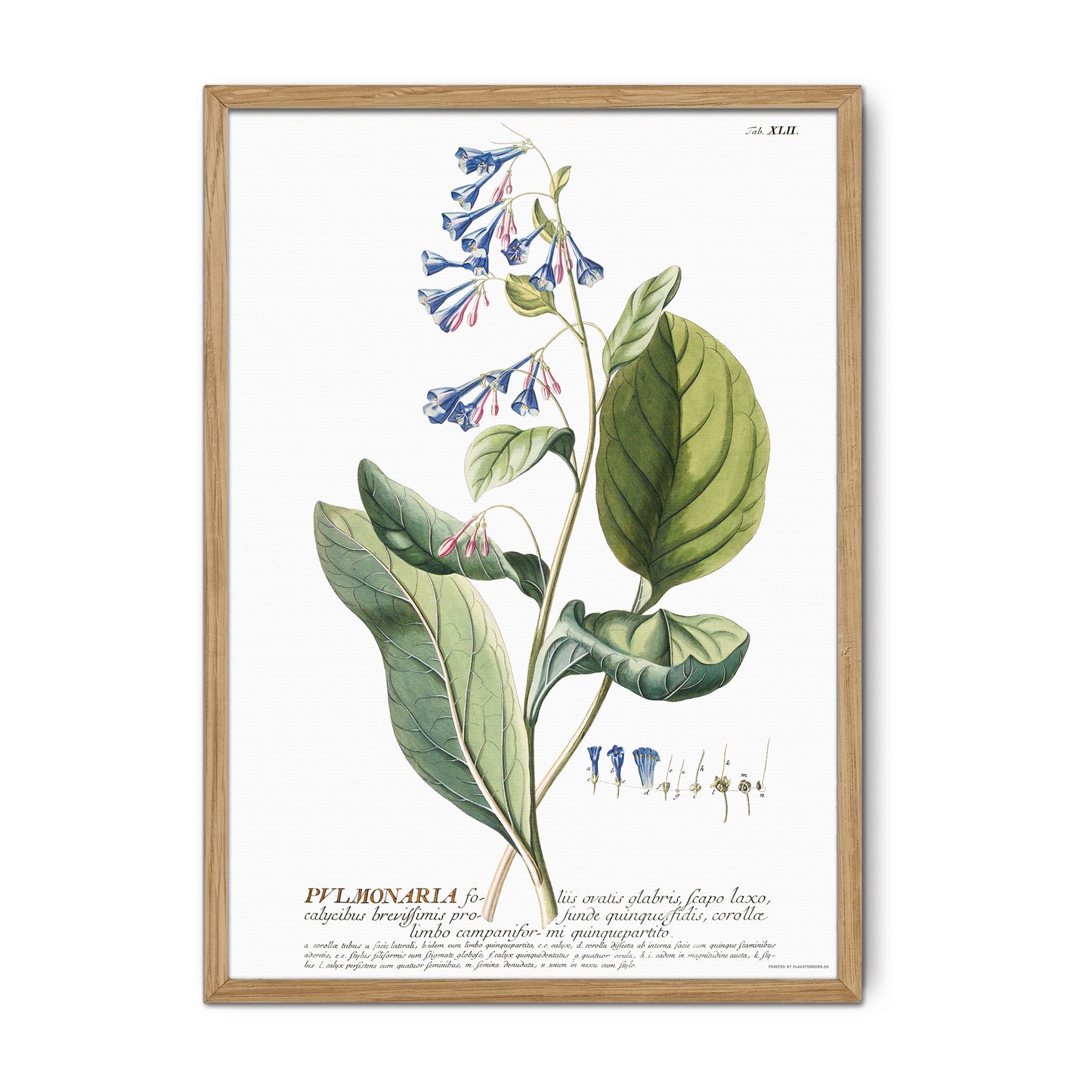 Vintage Virginia Bluebells - 1756 Botanical Print from Plantae Selectae