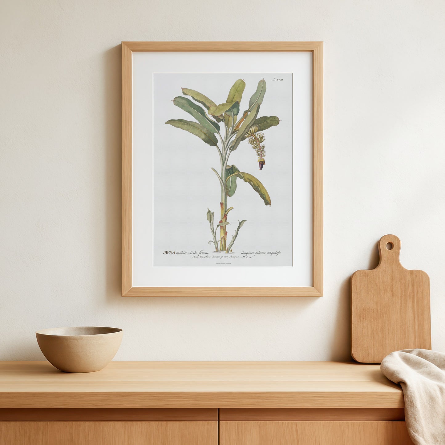 Vintage Banana Plant Botanical Print – 1751 Plantae Selectae Illustration