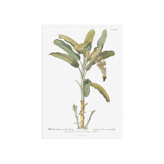 Vintage Banana Plant Botanical Print – 1751 Plantae Selectae Illustration