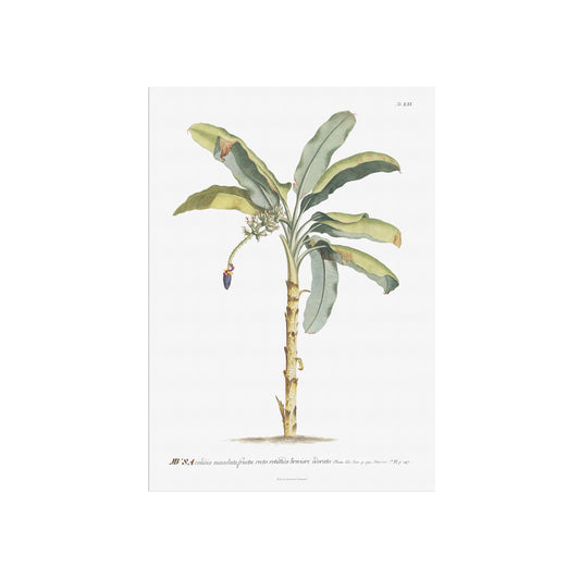 Vintage Banana Plant Botanical Print – 1752 Plantae Selectae Illustration