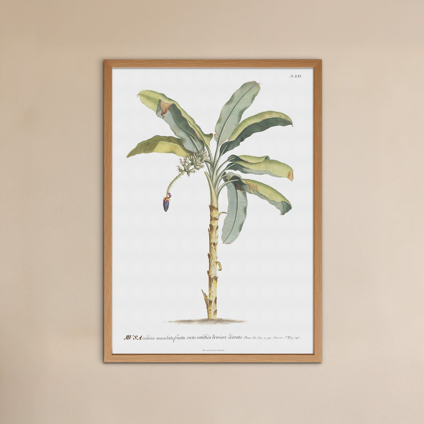 Vintage Banana Plant Botanical Print – 1752 Plantae Selectae Illustration