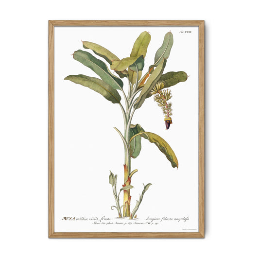 Vintage Banana Plant Botanical Print – 1751 Plantae Selectae Illustration