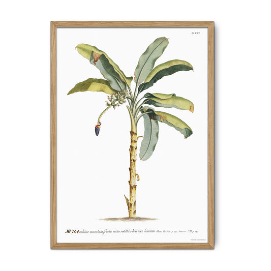 Vintage Banana Plant Botanical Print – 1752 Plantae Selectae Illustration