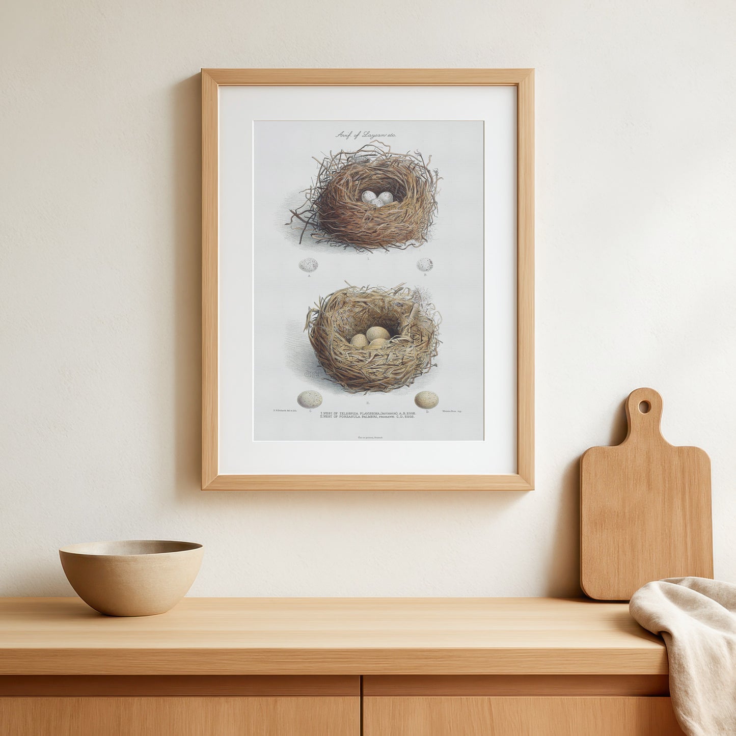 Vintage Nests & Eggs Print - Laysan Finch & Laysan Rail from The Avifauna of Laysan (1893)
