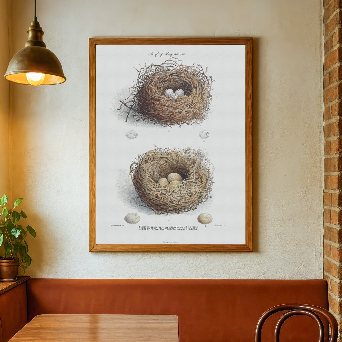 Vintage Nests & Eggs Print - Laysan Finch & Laysan Rail from The Avifauna of Laysan (1893)