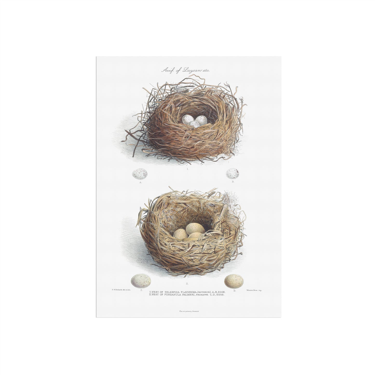 Vintage Nests & Eggs Print - Laysan Finch & Laysan Rail from The Avifauna of Laysan (1893)