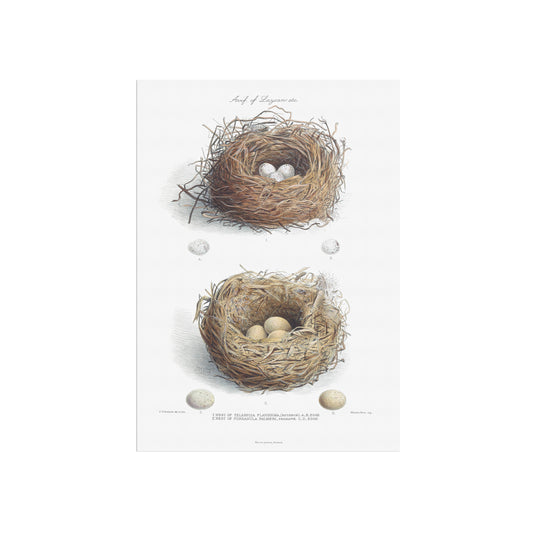 Vintage Nests & Eggs Print - Laysan Finch & Laysan Rail from The Avifauna of Laysan (1893)