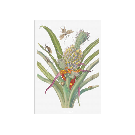 Vintage Pineapple & Cockroaches Poster - Maria Sibylla Merian Art