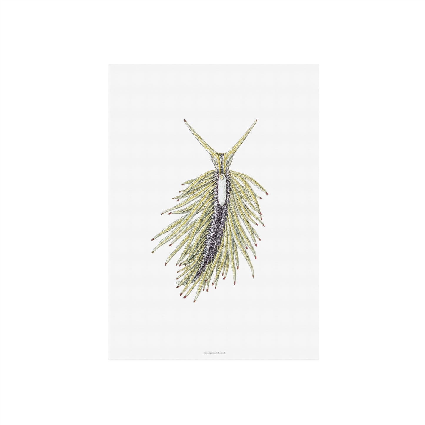 Vintage Sea Slug Print - Placida tardyi (Sacoglossan) from Genoa Collection (1877)