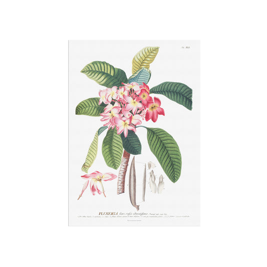 Vintage Plumeria rubra Botanical Print – 1756 Plantae Selectae Illustration
