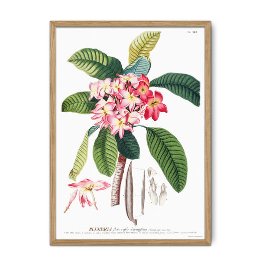 Vintage Plumeria rubra Botanical Print – 1756 Plantae Selectae Illustration